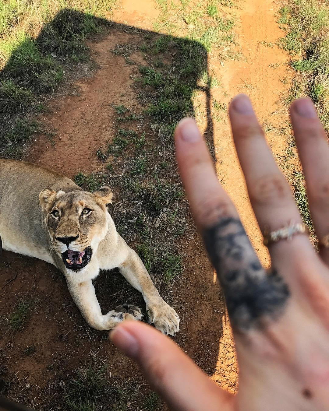 Cara delevingue lion tattoo